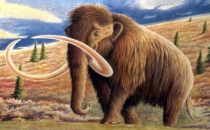 Bilim adamları mamutlara kafayı taktı